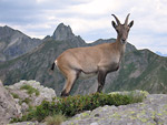 Stambecco femmina al Rifugio Benigni con il monte Valletto sullo sfondo