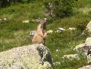 Una marmotta su un grosso macigno in osservazione