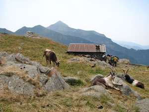 Animali della baita; chi lavora, chi mangia,...chi riposa.