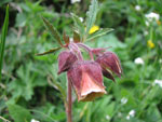 Geum rivale in zona Madonna delle Nevi