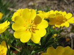 Potentilla in zona Madonna delle Nevi