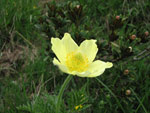 Pulsatilla alpina apifolia (sulfurea) sul sentiero delle Orobie in zona monte Azzaredo