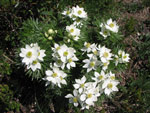 Anemone narcissiflora sul sentiero 101 delle Orobie verso il monte Azzaredo