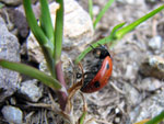 Coccinella allla Casera Siltri