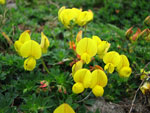 Coronilla in zona Madonna delle Nevi