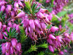 Erica in zona Madonna delle Nevi