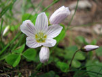 Oxalis acetosella in zona Rif. Madonna delle Nevi