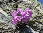 Primula hirsuta sul Sentiero delle Orobie in zona monte Fioraro