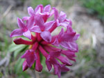 Fiore di rododendro in zona Casera Siltri sul sentiero 111