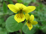 Viola biflora in zona Rif. Madonna delle Nevi