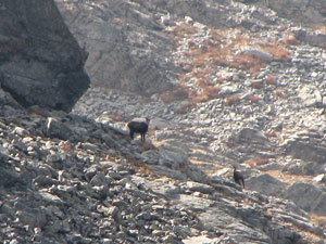 Camosci verso il Madonnino - foto Piero Gritti 24 sett 07