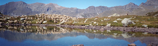 Il gregge col suo pastore si specchia nel Lago dei Curiosi (sullo sfondo il m.te Masoni)