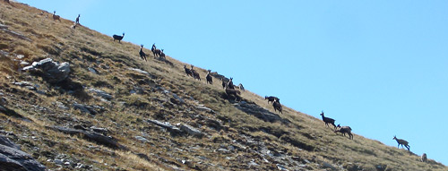 Branco di camosci verso il Passo Reseda - foto Piero Gritti