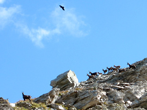 Eccezionale: volo dell'aquila su un branco di camosci