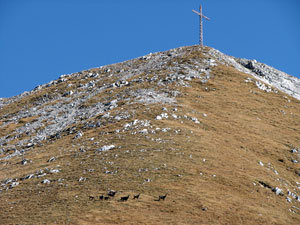 Camosci sul Monte Cavallo