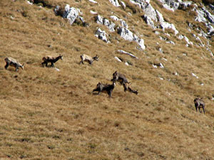 Camosci sul Monte Cavallo