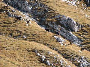 Camosci sul Monte Cavallo