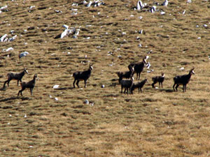 Camosci sul Monte Cavallo