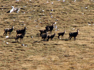 Camosci sul Monte Cavallo