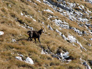 Camosci sul Monte Cavallo