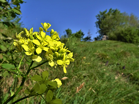 Sui monti sopra casa bei fiori primaverili-26magg23 - FOTOGALLERY