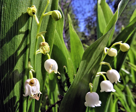 Sui monti sopra casa bei fiori primaverili-26magg23 - FOTOGALLERY