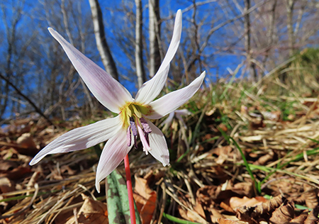 Alla Madonnina del Costone (1195 m) da Salmezza con tanti fiori-25mar24-FOTOGALLERY