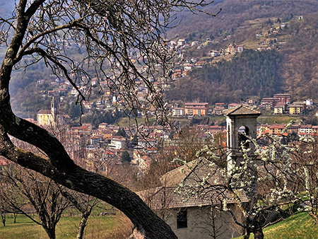 Sentieri fioriti sopra casa ad anello-Zogno-28mar22 - FOTOGALLERY