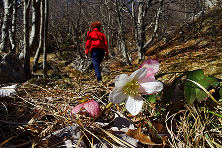 Sul CORNO ZUCCONE, guardiano della Val Taleggio, il 1 marzo 2016 - FOTOGALLERY