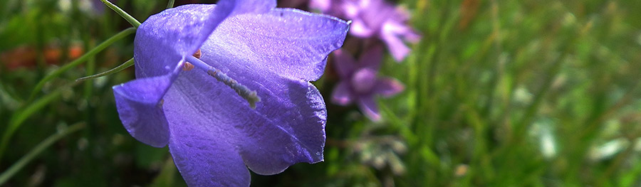 Campanula di Scheuchzer (Campanula scheuchjzeri)