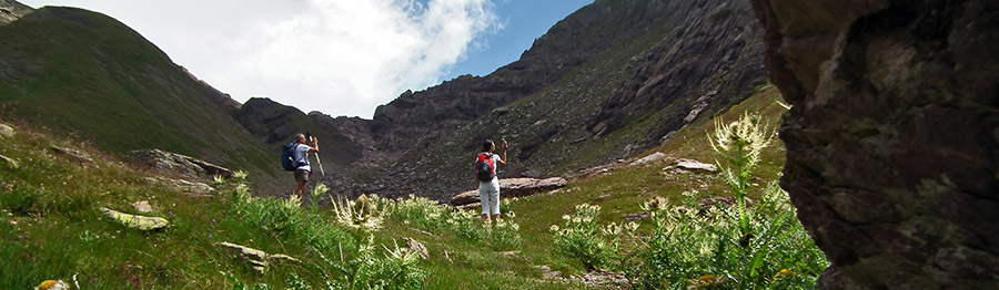 Fioriture di cardi salendo al Passo di Valsanguigno ovest