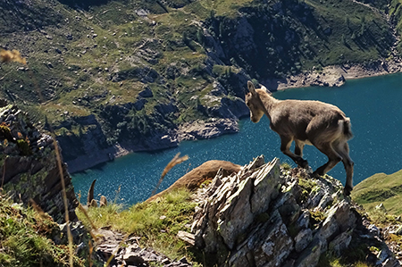 PIZZO FARNO (2506 m) ad anello Baite di Mezzeno il 6 sett. 2016 - FOTOGALLERY