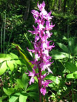 Orchis mascula ai Foppi di Zogno_S. Pellegrino - foto Piero Gritti 10 maggio 07