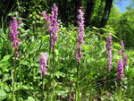 Orchis mascula ai Foppi di Zogno - foto Piero Gritti 10 maggio 2007