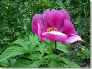 La peonia dei prati del  Monte Zucco