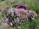 Splendidi cuscinetti di Silene acaulis sul monte Zucco - foto Piero Gritti 10 magio 07