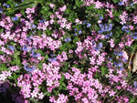 Silene acaulis con veronica  sul monte Zucco - foto Piero Gritti 10 maggio 07