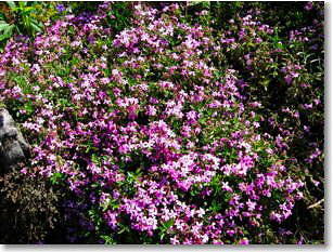 Splendida fioritura di 'silene acaulis'