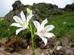 Giiglio di montagna (Paradisea liliastrum) al Passo S. Simone 9 giugno 07