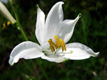 Giiglio di montagna (Paradisea liliastrum) al Passo S. Simone 9 giugno 07