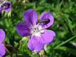 Insetto su fiore in zona S. Simone 9 giugno 07