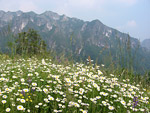 Prati in fiore a Pizzino in Val Taleggio