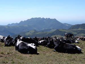 Mandria in siesta pomeridiana