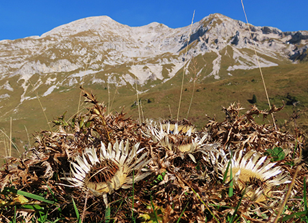 Cima Foppazzi (2097 m) e Cima Grem (2049 m) da Alpe Arera - 2ott23 - FOTOGALLERY