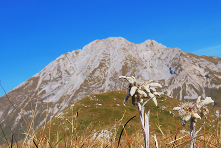 Cima Foppazzi (2097 m) e Cima Grem (2049 m) da Alpe Arera - 2ott23 - FOTOGALLERY