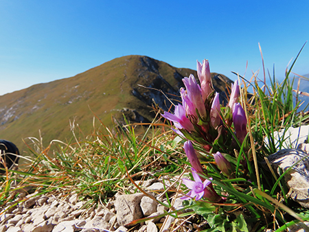 Cima Foppazzi (2097 m) e Cima Grem (2049 m) da Alpe Arera - 2ott23 - FOTOGALLERY