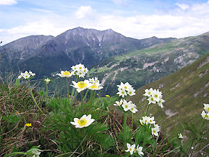 Anemone narcissino e pulsatilla alpina con vista su Menna e Alpe Arera 