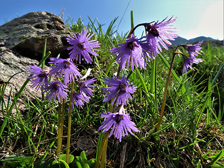 Laghi Gemelli dalle Baite di Mezzeno, fiori, stambecchi e ancora neve (4giu21) - FOTOGALLERY