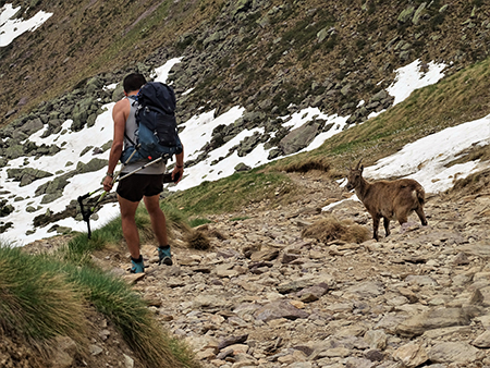 Laghi Gemelli dalle Baite di Mezzeno, fiori, stambecchi e ancora neve (4giu21) - FOTOGALLERY