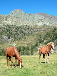 Ai Laghi Gemelli con lo sfondo del Pizzo del Becco